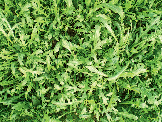 Рукола се лако гаји